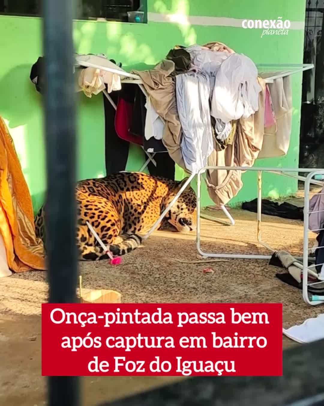Onça-pintada permanece sob um varal no quintal de uma casa em Foz do Iguaçu