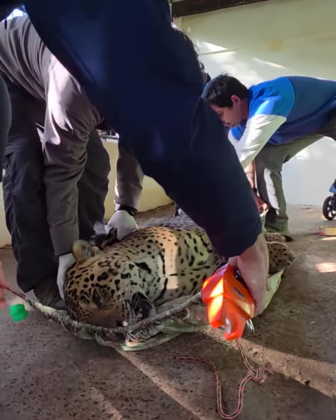 Equipe especializada atende onça-pintada sedada durante resgate