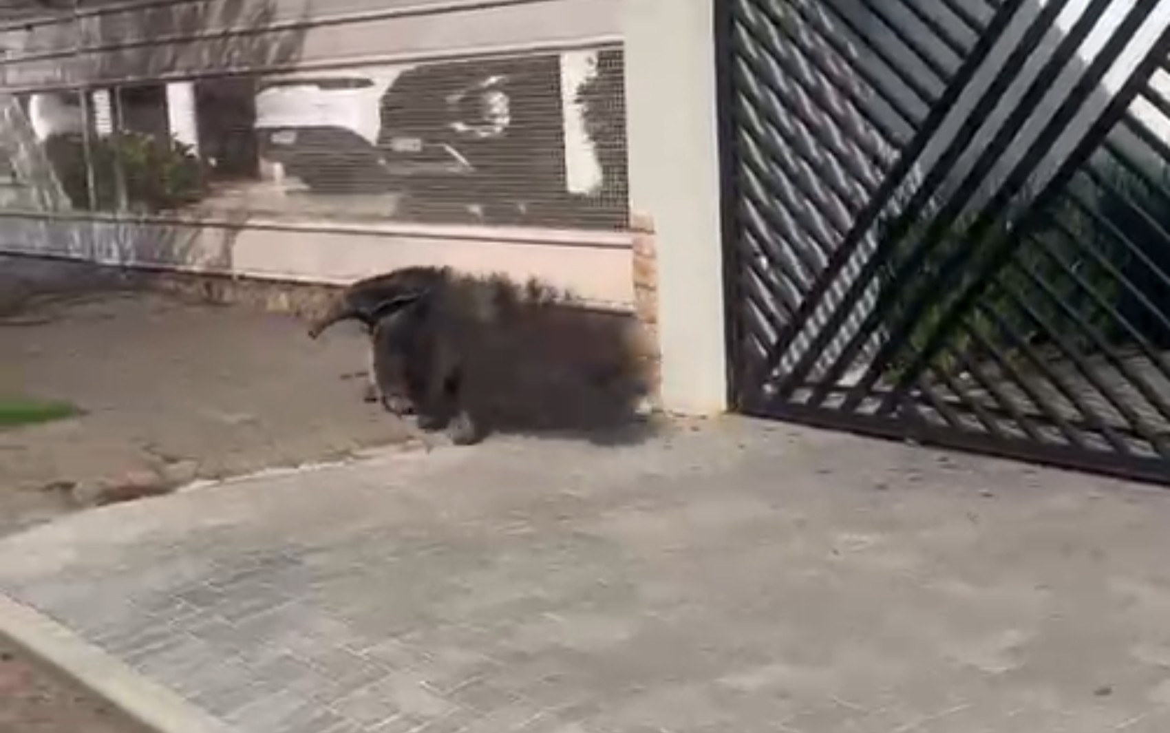 Tamanduá-bandeira é visto circulando por ruas de bairro em cidade em MG
