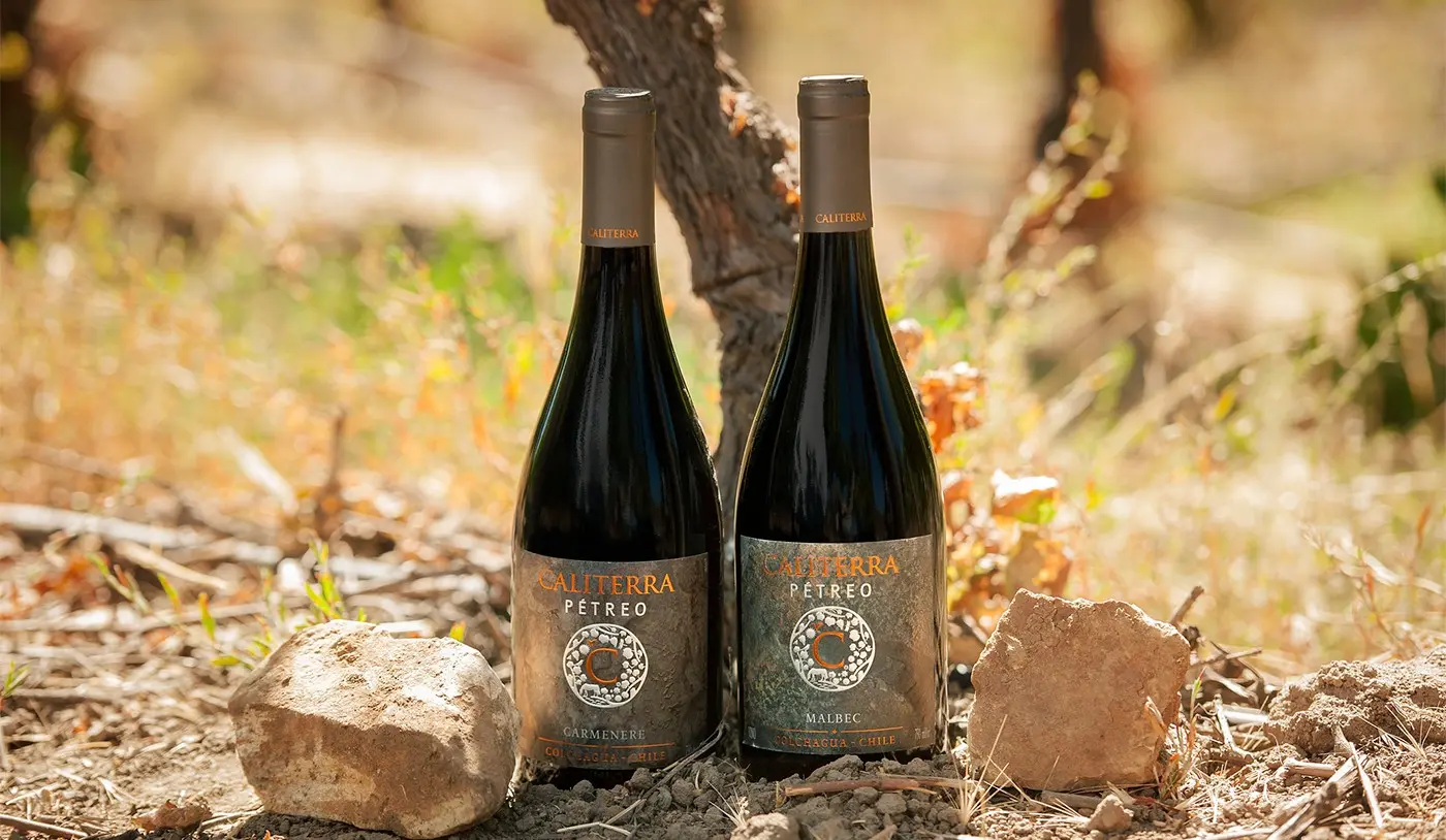 Vinho sustentável é cool: 3 vinícolas com foco no meio ambiente