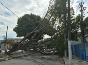 Queda de árvore deixa escola sem energia e afeta moradores em Guarus