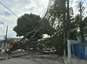 Queda de árvore deixa escola sem energia e afeta moradores em Guarus