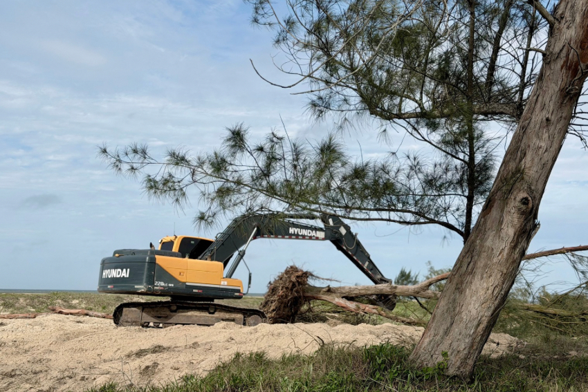Meio Ambiente retoma retirada de vegetação exótica nas praias de São Francisco de Itabapoana