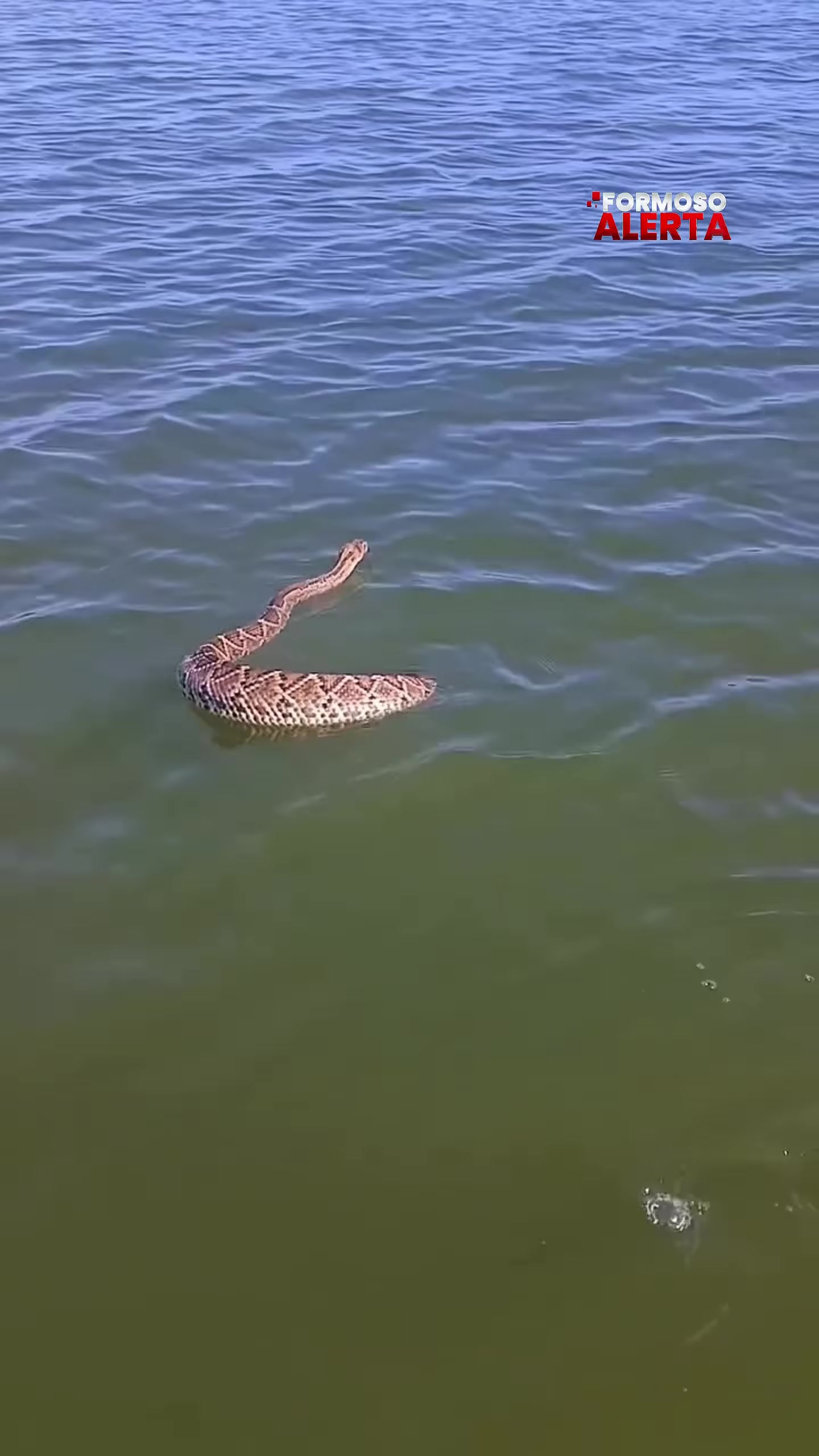 Vídeo mostra serpente identificada como cascavel nadando em barragem