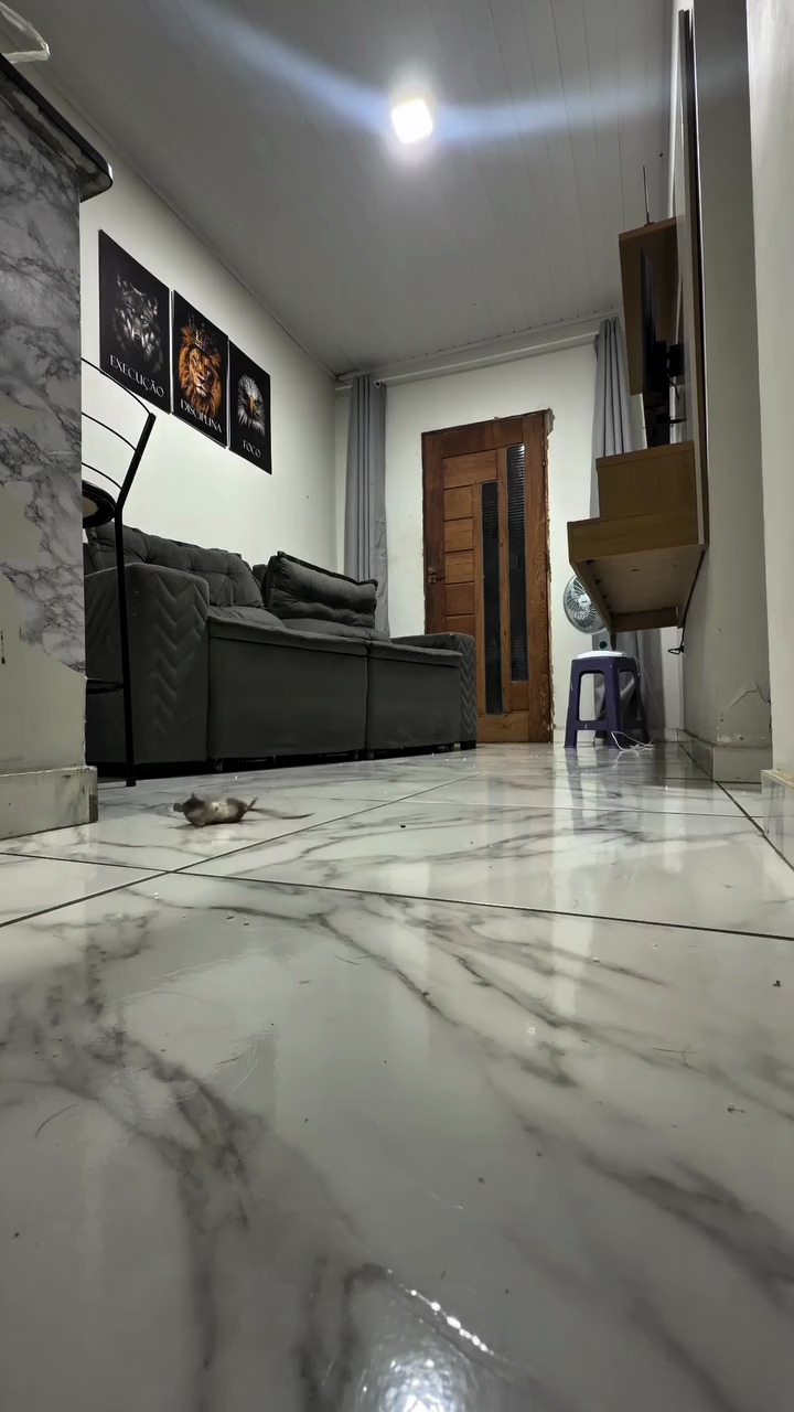 Pequenos roedores visíveis no piso do ambiente