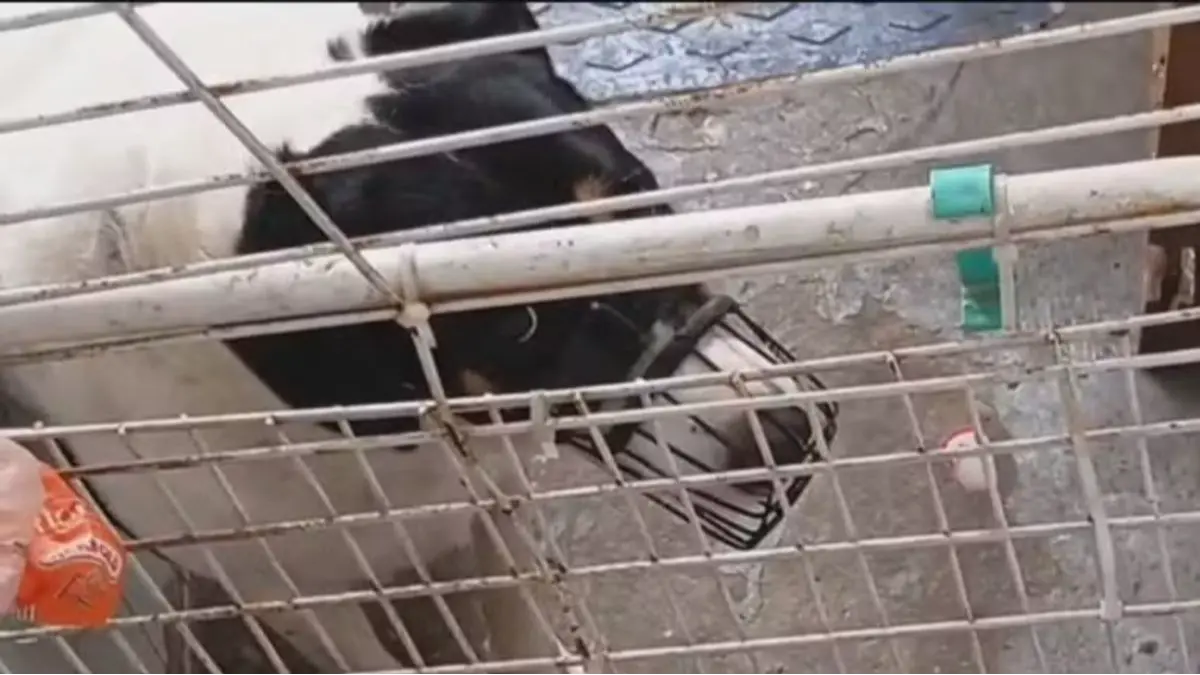 Donos de creche para cães são indiciados por suspeita de maus-tratos no Rio