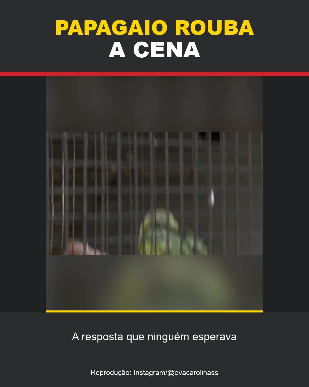 Papagaio rouba a cena durante entrevista com resposta inesperada