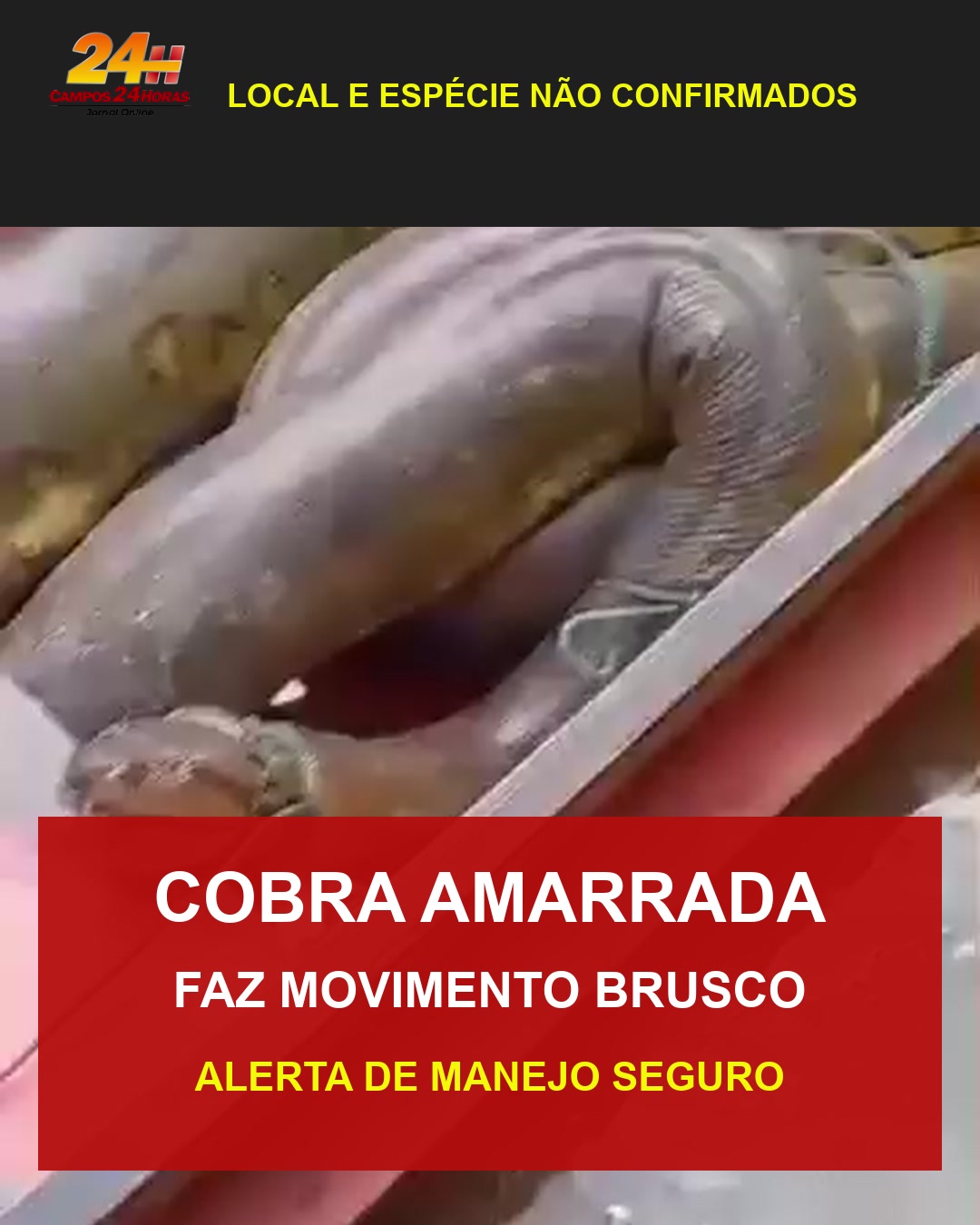 Cobra amarrada faz movimento brusco e assusta grupo; vídeo reforça alerta sobre manejo seguro
