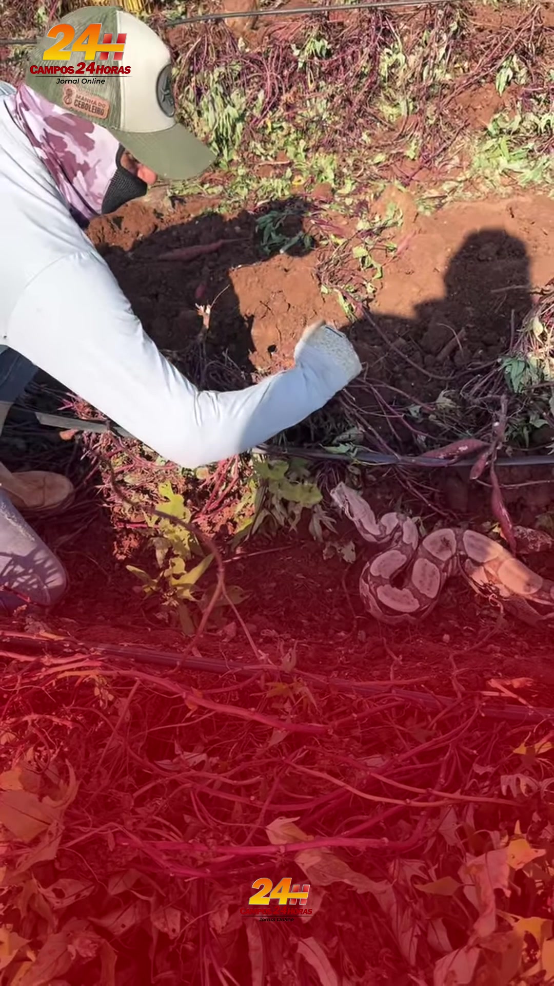 Trabalhadores lidam com cobra de grande porte em área de cultivo