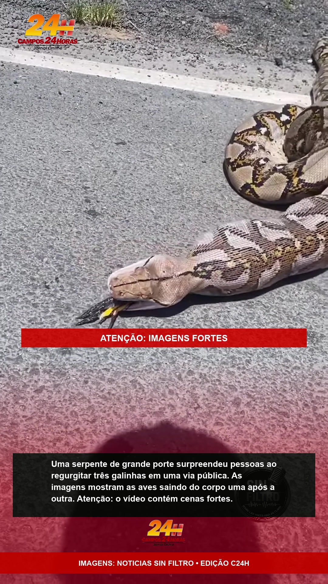 Serpente durante regurgitação em via pública