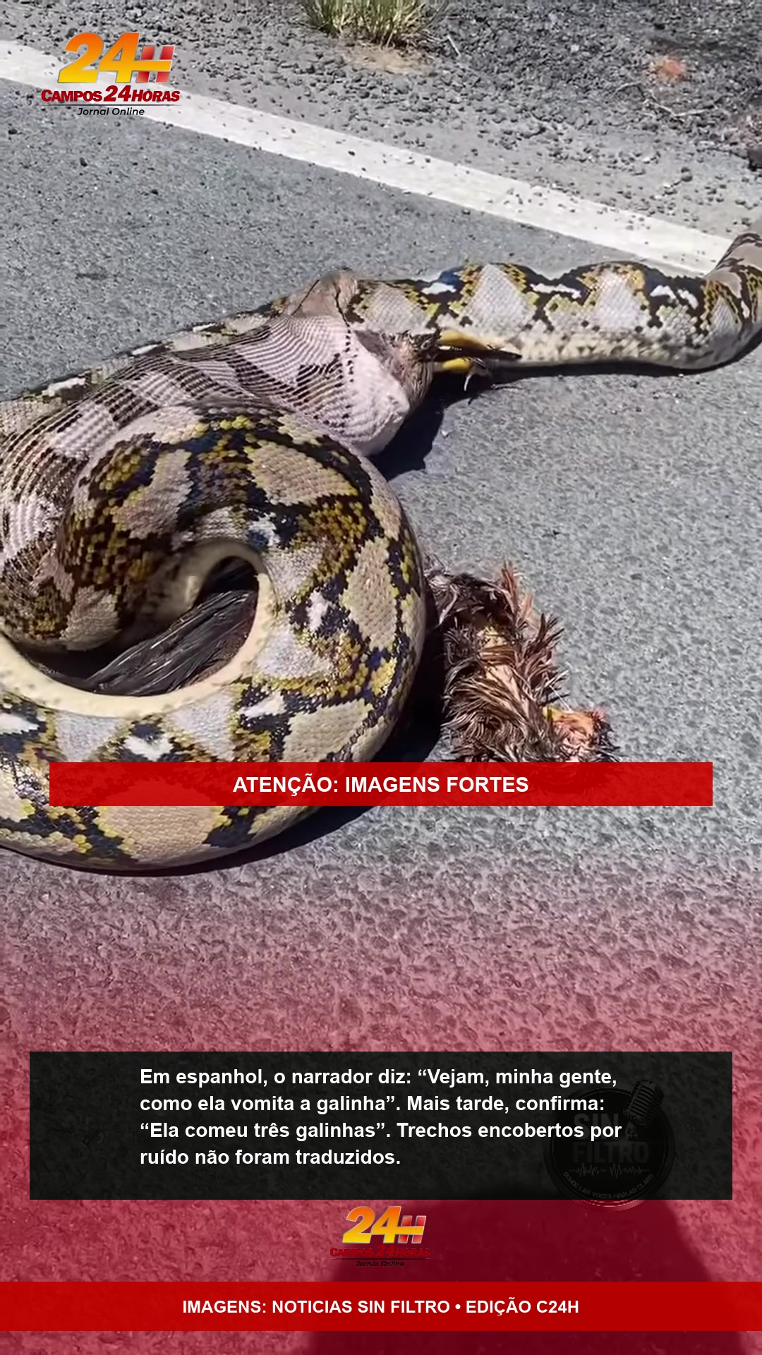 Serpente ao lado de aves regurgitadas