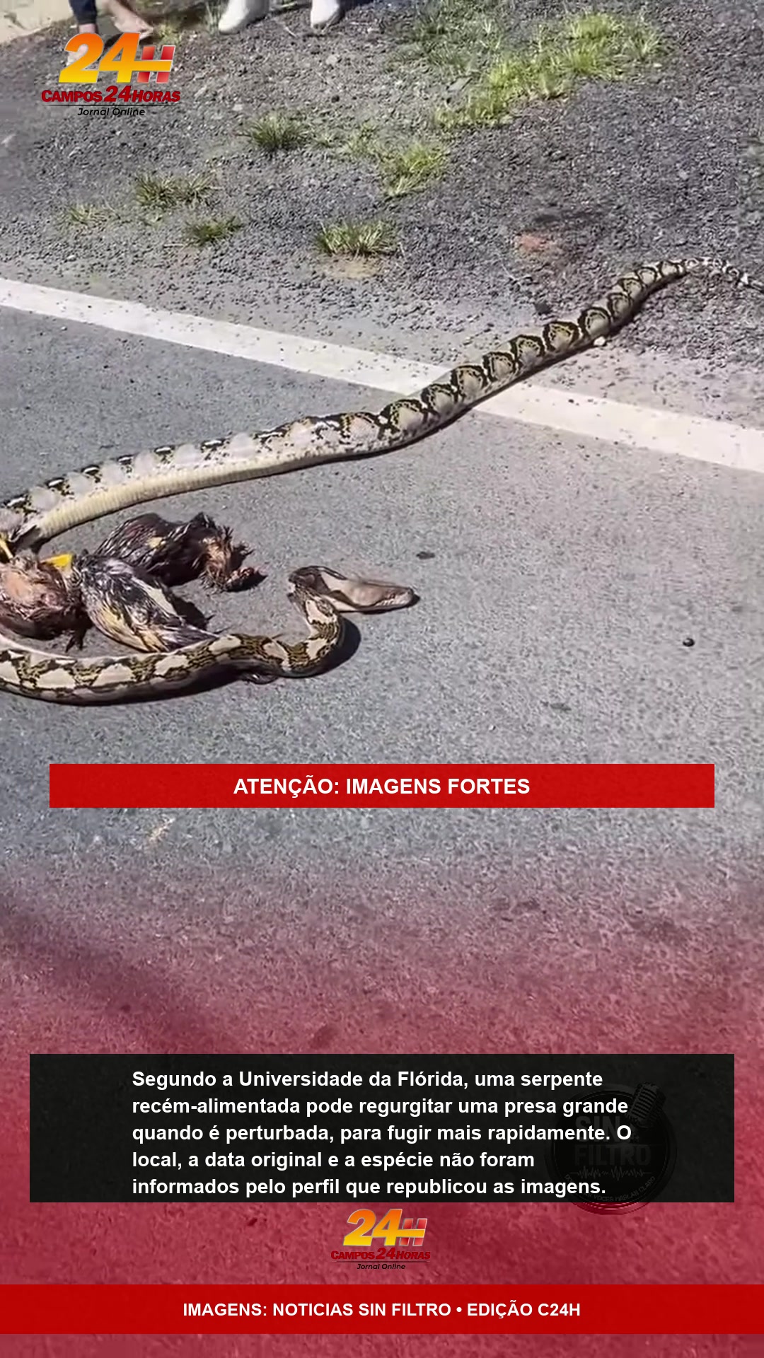 Serpente estendida na via após regurgitar as aves