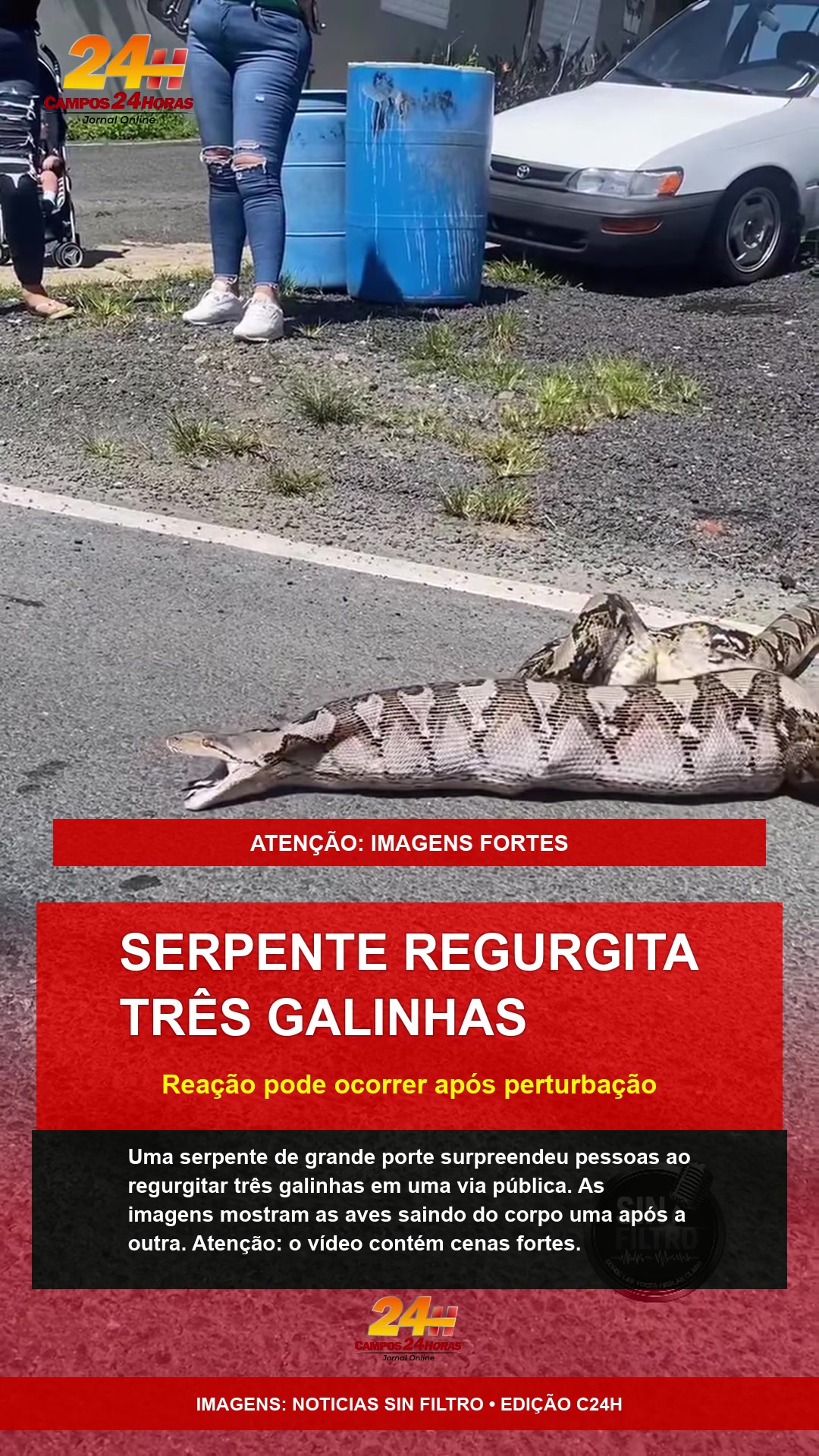 Serpente regurgita três galinhas; entenda o que pode causar reação
