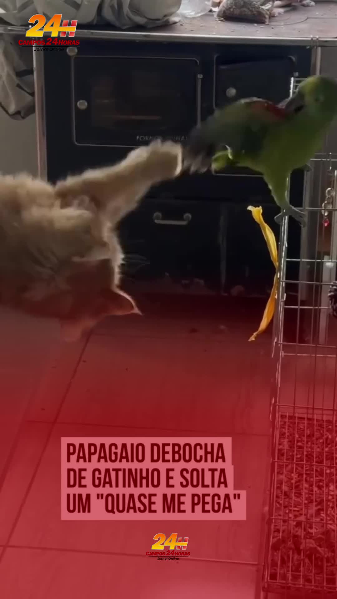 Papagaio e gatinho protagonizam cena divertida em vídeo