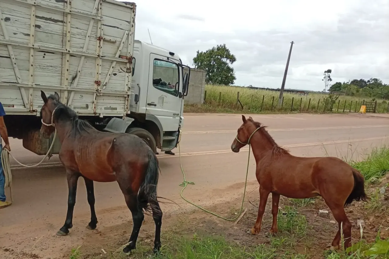 CCZ atua de forma contínua no recolhimento de animais soltos em vias públicas