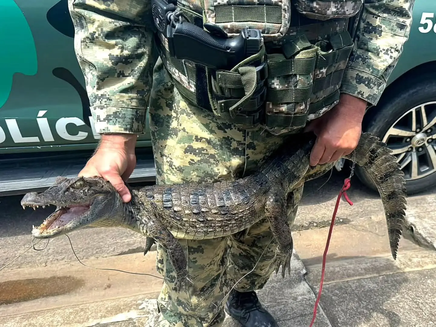 Polícia encontra jacaré amarrado e 7 aves irregulares em casa de Campos