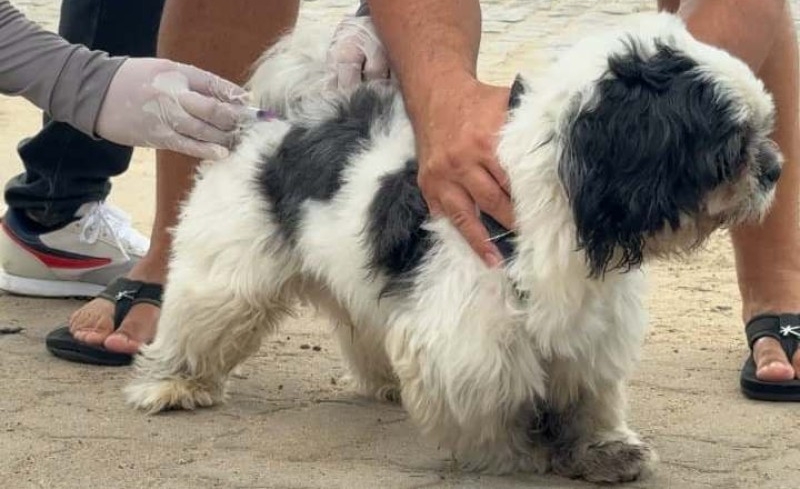 NCZ faz balanço da vacinação antirrábica de cães e gatos em SJB